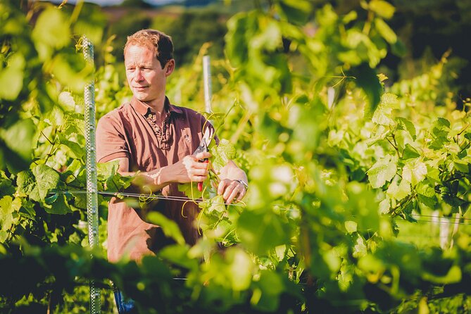 1.5-Hour Swanaford Vineyard Tour And Tasting Experience - A Dartmoor vineyard with a story to tell