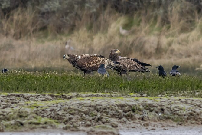 2.5 Hours SightSeeing Tour in Beaulieu River - What makes the wildlife viewing responsible