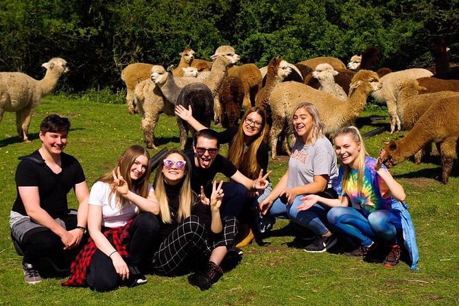 2-Hour Alpaca Farm Experience in Kenilworth - What makes this alpaca visit worth your time