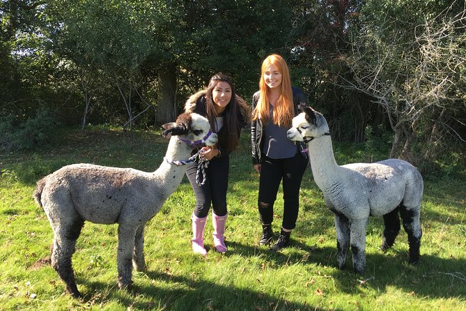 2-Hour Alpaca Farm Experience in Kenilworth - Cuddling babies and taking photos
