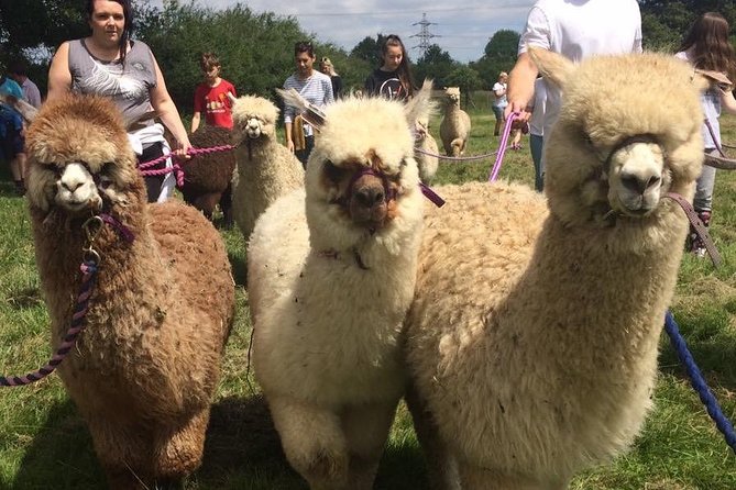 2-Hour Alpaca Farm Experience in Kenilworth - Walking an alpaca for the final activity