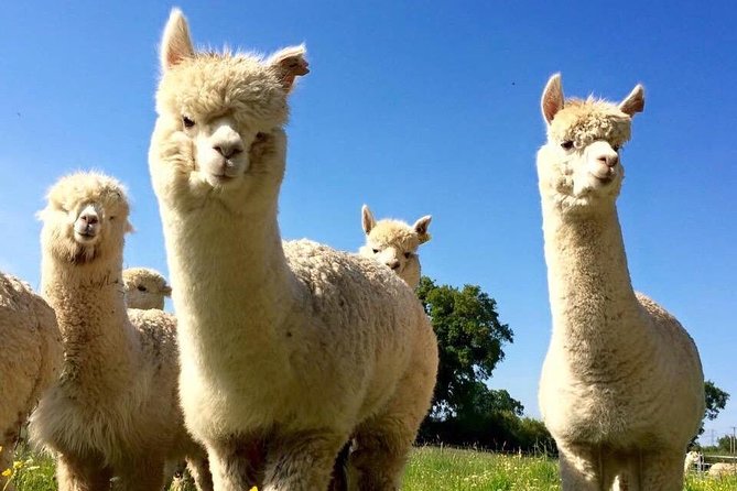 2-Hour Alpaca Farm Experience in Kenilworth - What the private format changes