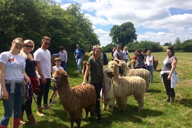2-Hour Alpaca Farm Experience in Kenilworth - Who will enjoy this most?