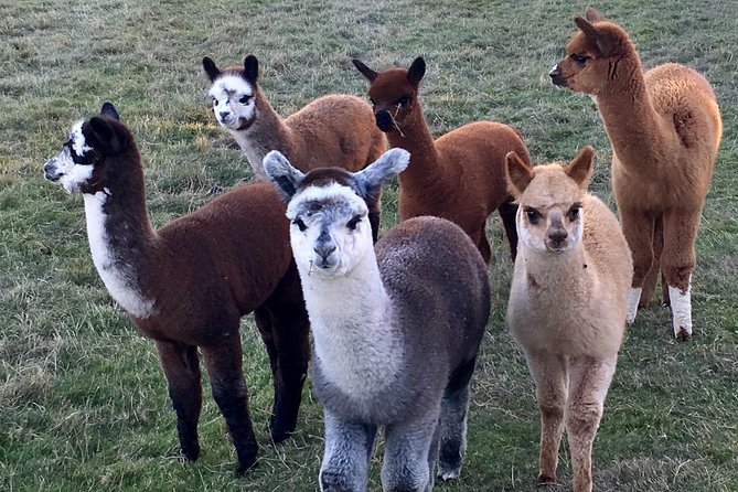 2-Hour Alpaca Farm Experience in Kenilworth - Practical points before you book