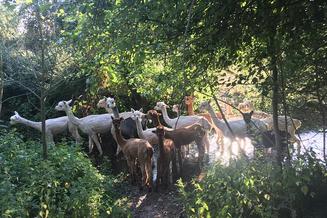2-Hour Alpaca Farm Experience in Kenilworth - Feeding the herd around the farm