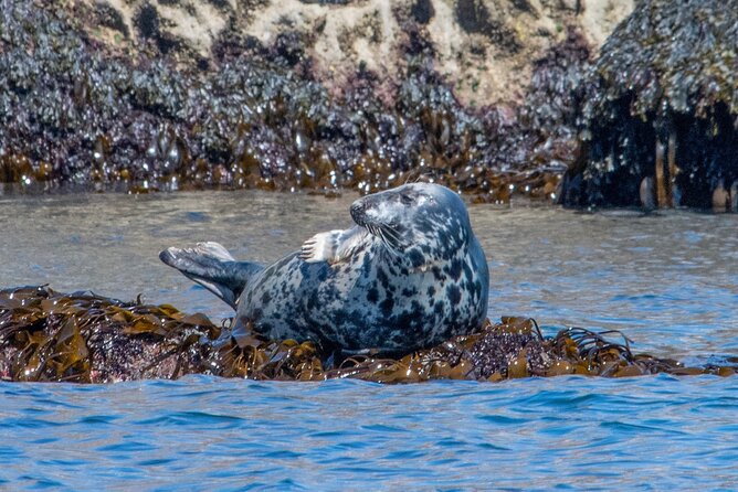 90 Minute Coastal Explorer in Torquay - Berry Head and the best chance for marine life