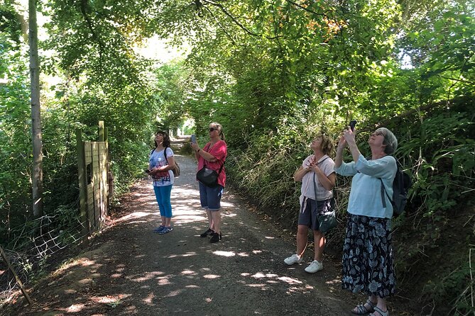 A Tour of Glastonbury, Guided by the Trees. - Finishing above Avalon on Glastonbury Tor