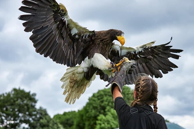 Admission Pass to Eagle Heights in Kent - What makes Eagle Heights worth the trip