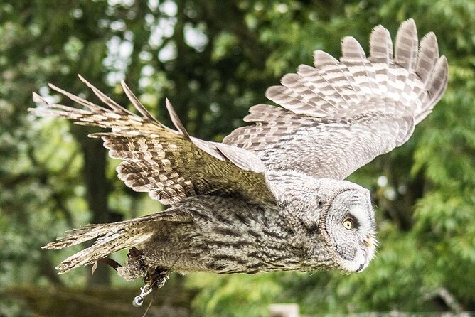Admission Pass to Eagle Heights in Kent - The Darent Valley setting changes the pace