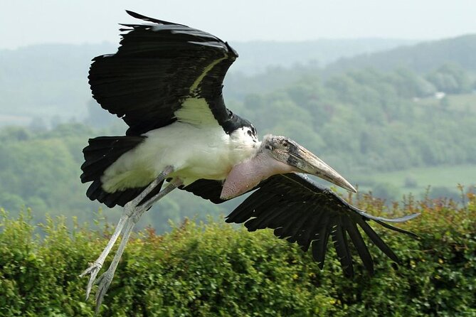 Admission Pass to Eagle Heights in Kent - What a two to six hour visit feels like