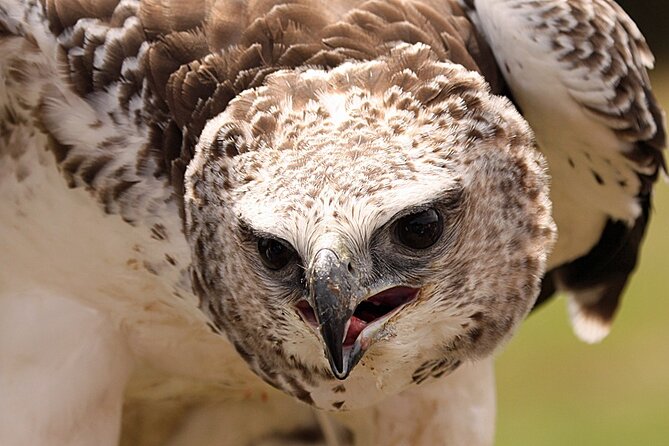 Admission Pass to Eagle Heights in Kent - Admission at $20.76: a fair price for the right visitor