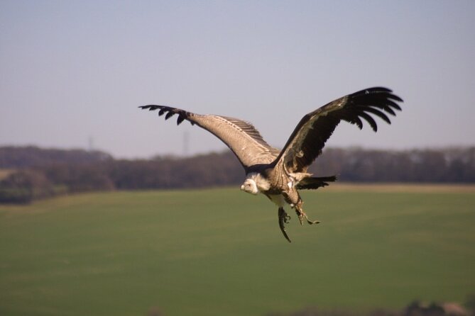 Admission Pass to Eagle Heights in Kent - Practical planning for the day