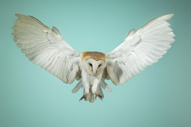 Admission Pass to Eagle Heights in Kent - Who will enjoy Eagle Heights most