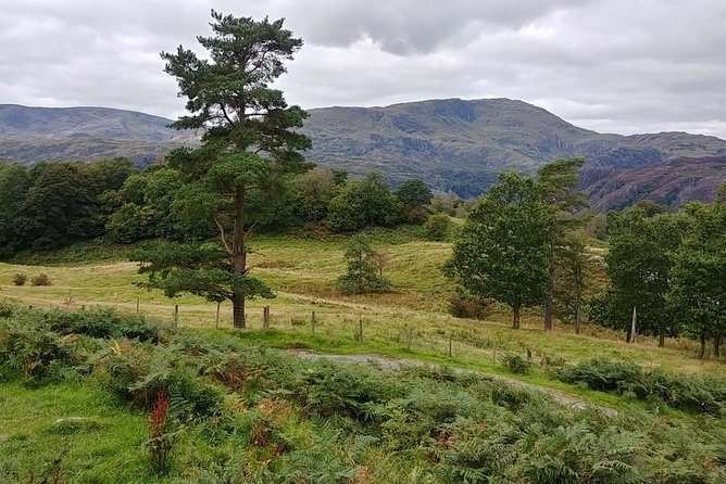 Beatrix Potter: Morning Half Day with an Expert Guide - includes entrance fees - Tarn Hows and the conservation story