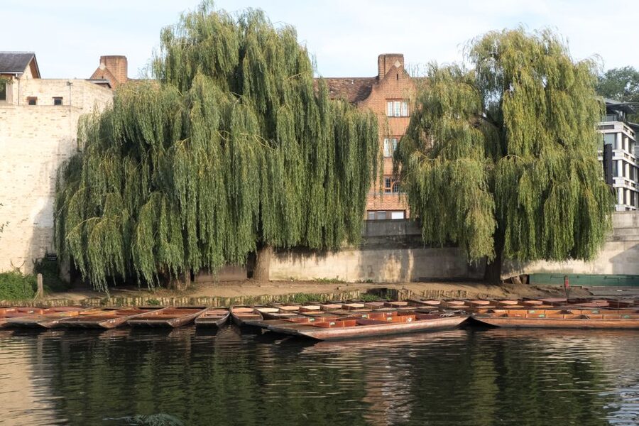 Cambridge: Punting Tour on the River Cam - Kitchen Bridge and St John’s College