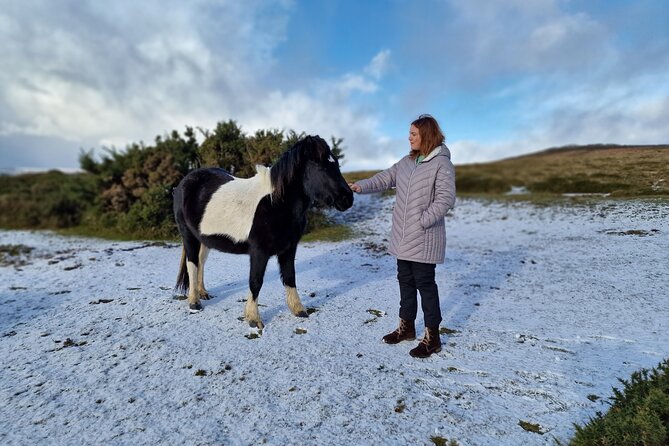 Dartmoor Tour - Key points to know before you book