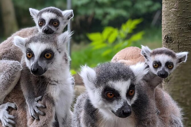 Entry ticket to Hoo Zoo and Dinosaur World in Telford - Starting at 10:00 am: arrive with a plan
