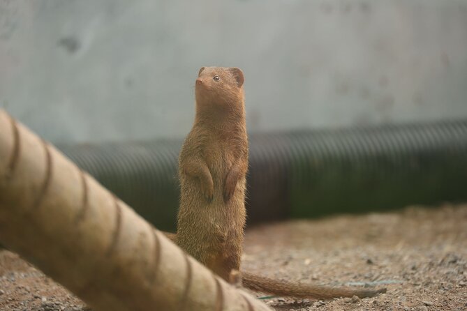 Entry ticket to Hoo Zoo and Dinosaur World in Telford - The walk-through lemur and wallaby areas