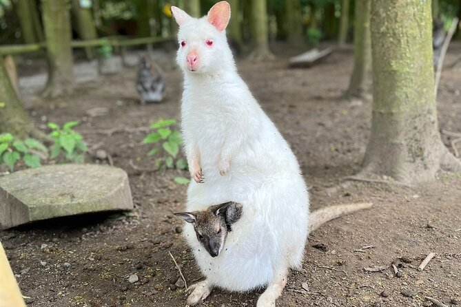 Entry ticket to Hoo Zoo and Dinosaur World in Telford - Food, extra activities, and the real cost of the day