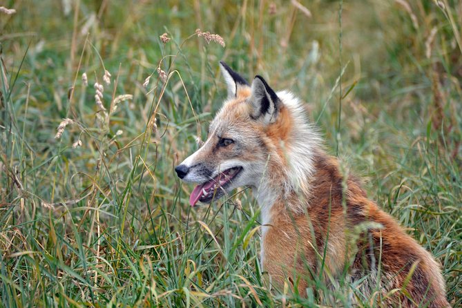 Fox Encounter for 2 people and park entry - Meeting the red foxes at Ark Wildlife Park