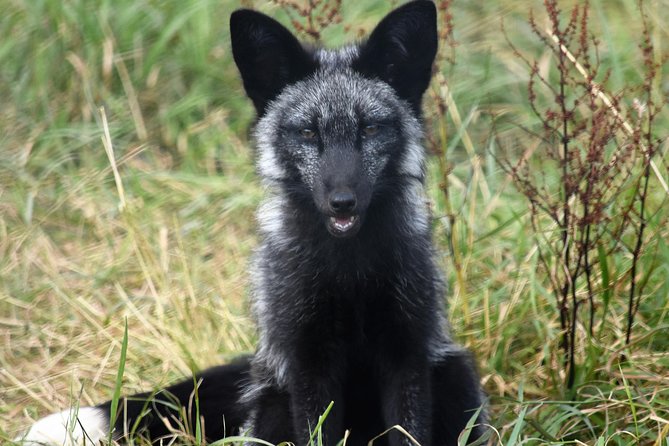 Fox Encounter for 2 people and park entry - Park entry gives you more time on site