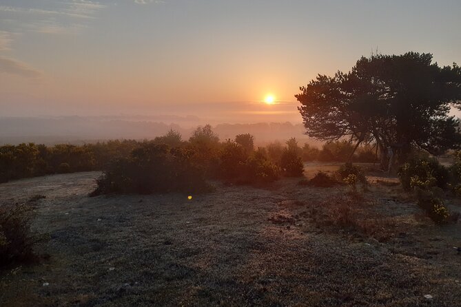 Guided Walking Tour of New Forest National Park in Hampshire - Why this short New Forest walk works so well