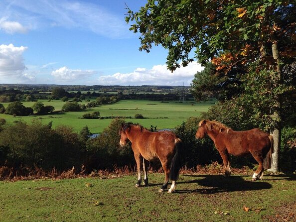 Guided Walking Tour of New Forest National Park in Hampshire - What you learn about the New Forest