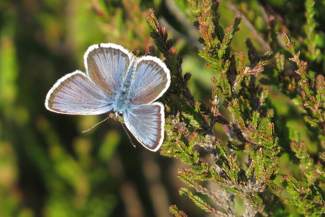 Guided Walking Tour of New Forest National Park in Hampshire - The scenery changes under your feet