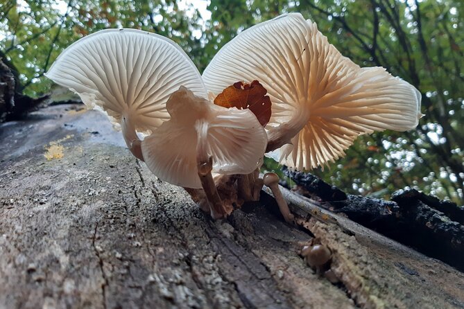 Guided Walking Tour of New Forest National Park in Hampshire - Wildlife sightings are a bonus, not a promise
