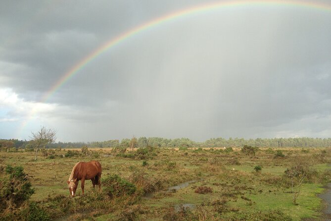 Guided Walking Tour of New Forest National Park in Hampshire - Is $23.32 good value?