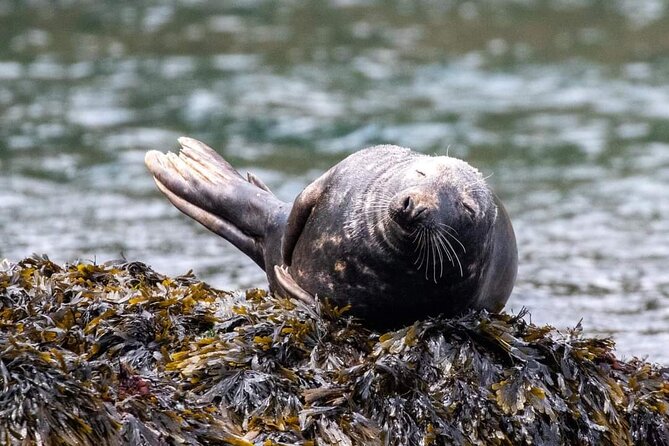Guided Wildlife and Sea Cave Kayak Safari in English Riviera - Setting out from Oddicombe Beach at 10 a.m.