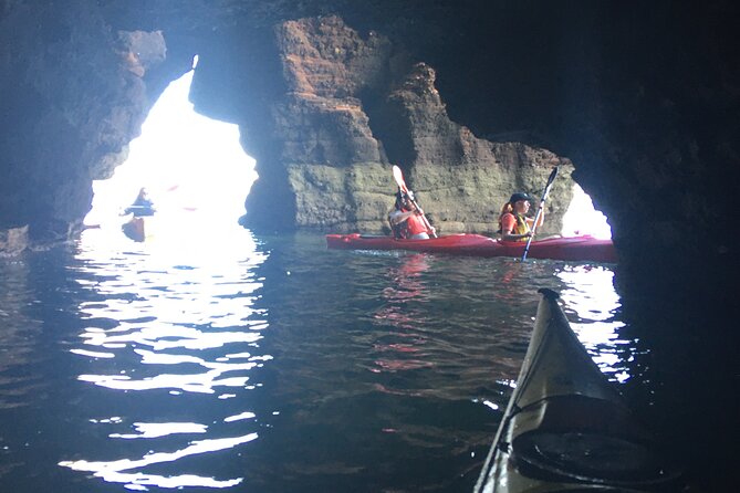 Guided Wildlife and Sea Cave Kayak Safari in English Riviera - Who will enjoy this most