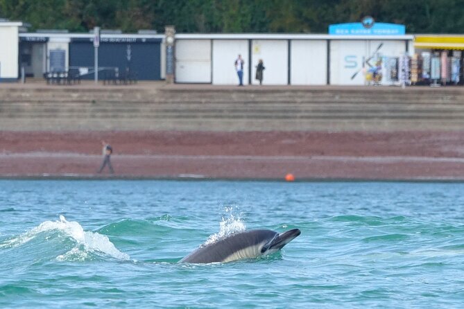Guided Wildlife and Sea Cave Kayak Safari in English Riviera - Watching for seals, birds, and marine life
