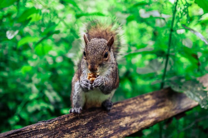 Half-day Forest Bathing and Yoga in Brighton's Woodlands - A yoga flow designed for ordinary people