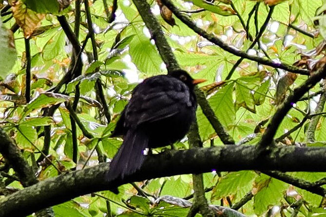 Half-day Forest Bathing and Yoga in Brighton's Woodlands - Stanmer Park’s woodland paths