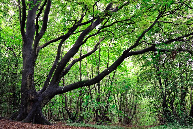 Half-day Forest Bathing and Yoga in Brighton's Woodlands - Weather, comfort, and the indoor backup