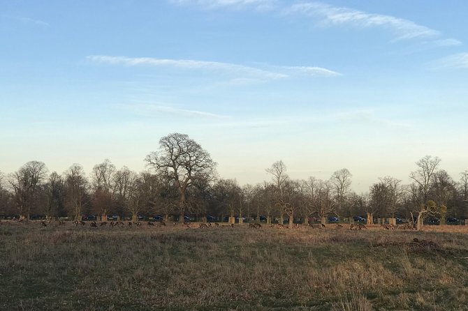 Hampton Court Palace Grounds Bike Tour - Bushy Park and the royal deer