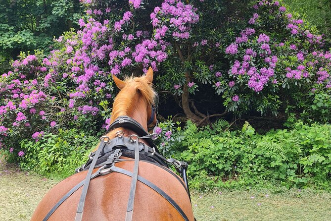 Horse drawn carriage ride york - Who will enjoy this most?