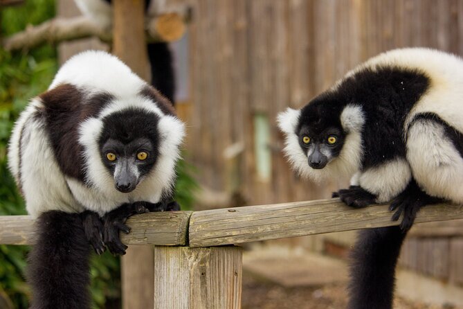 Howletts Day Ticket - Why Howletts feels different from a standard animal attraction