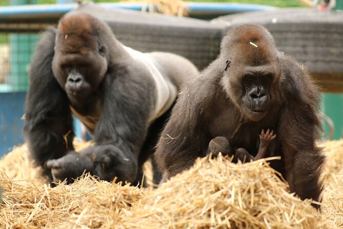 Howletts Day Ticket - Walking through 90 acres of Kent parkland