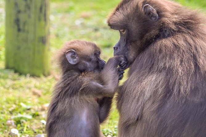 Howletts Day Ticket - The snake and creepy-crawly exhibition adds variety