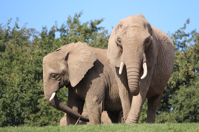Howletts Day Ticket - A good pace for families and mixed-age groups