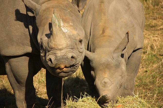 Howletts Day Ticket - Who will enjoy Howletts most