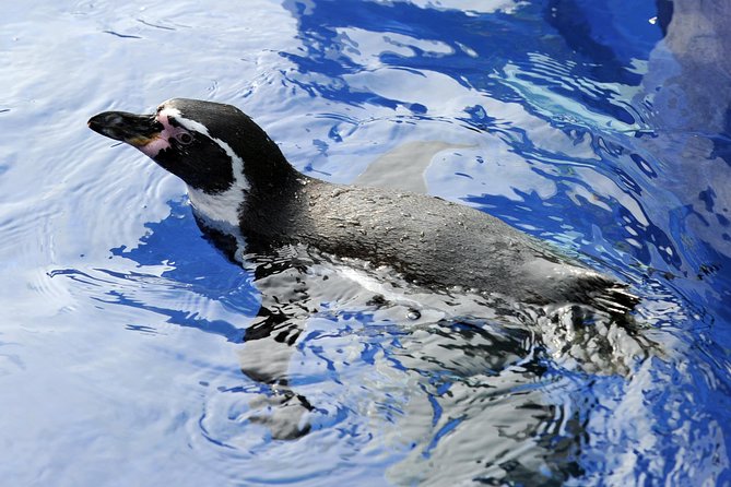 Hunstanton SEA LIFE Sanctuary General Admission Ticket - Enter the 187,500-litre ocean tank