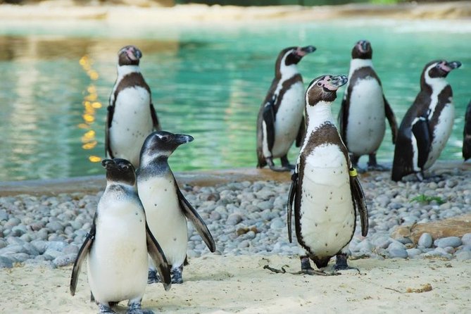 London Zoo Entry Ticket - Key points before you book