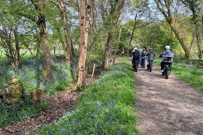 New Forest E-Bike Adventure - Through ancient woods and open heath