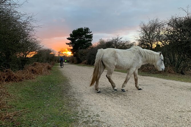 New Forest Sunset Bike Rides - Why sunset is the right time for the New Forest