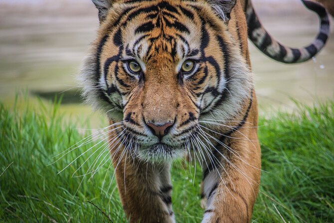 Port Lympne Day Ticket - Should you book the Port Lympne day ticket?