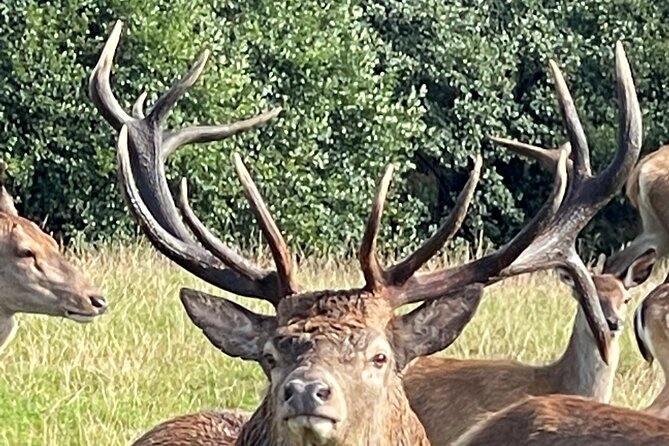 Private Deer Park Tour and Day Out in Leek - Meeting red and fallow deer near Leek