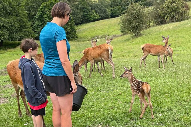 Private Deer Park Tour and Day Out in Leek - Photography tips and the value of patience